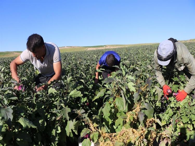 ÖZELLİĞİ TADINDA VE GÖRÜNTÜSÜNDE