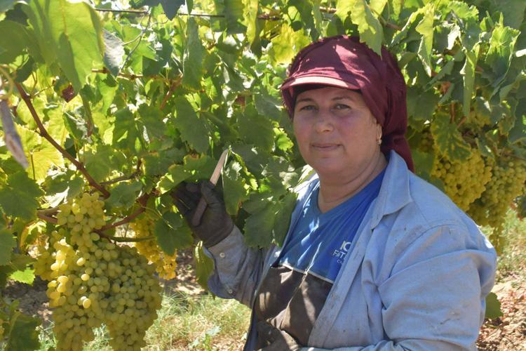 ÜZÜMÜ GEÇEN SENEKİ FİYATTAN SATIYORUZ