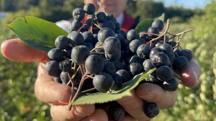 ‘BU YIL YÜZDE 25’LİK ARTIŞ BEKLENİYOR’