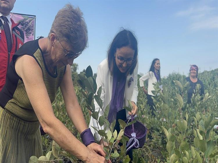 ARONYANIN MEYVE SUYU OLARAK SUNULMASIYLA İLGİLİ ÇALIŞMALARIMIZ VAR