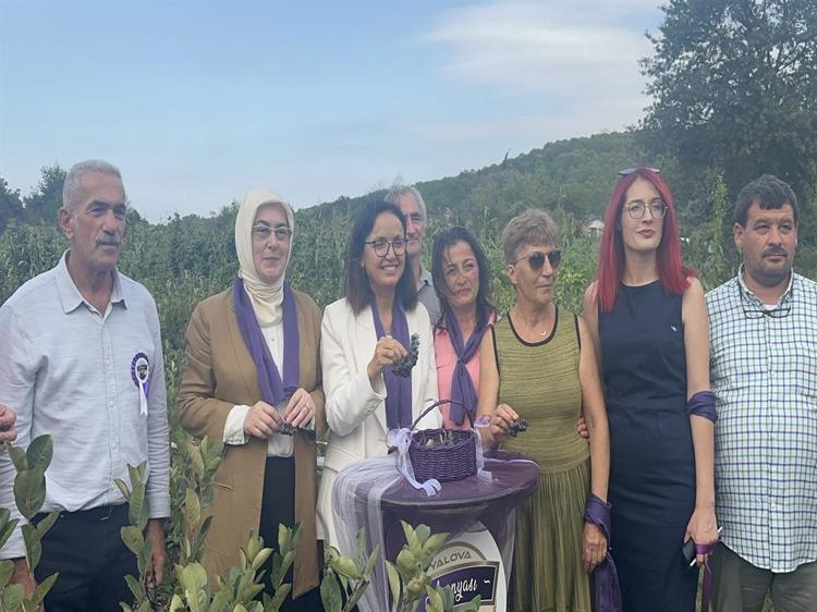 250 TON REKOLTE BEKLİYORUZ