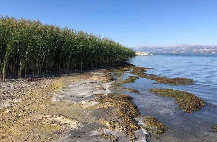 SAZLIKLARIN SÖKÜLMESİ VE YAKILMASI YASAK