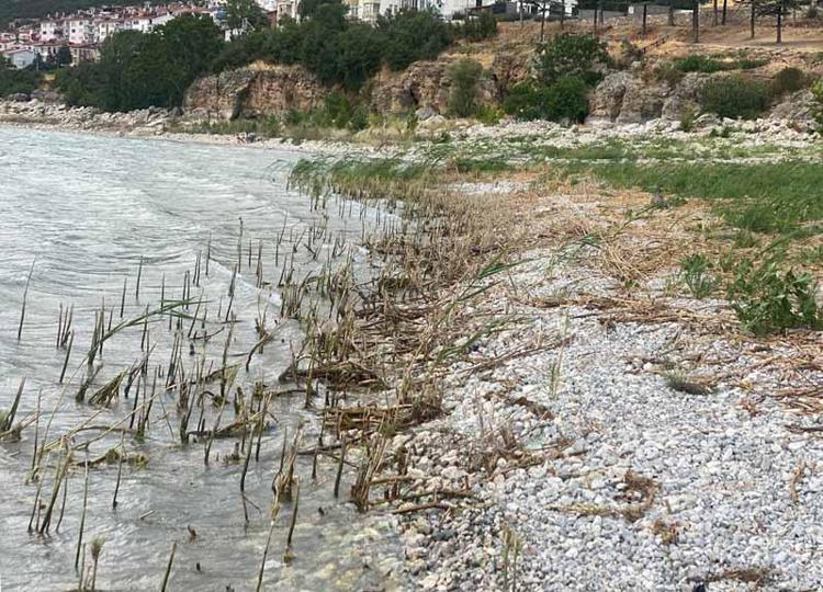 OT ÖLDÜRÜCÜ KİMYASAL İLAÇ KULLANIMI  Birçok tez ve bilimsel çalışmalarda bu koyda 4ü endemik 300ün üzerinde bitki ve hayvan türü tespit edildiğini kaydeden Dr. Erol Kesici, şöyle devam etti: