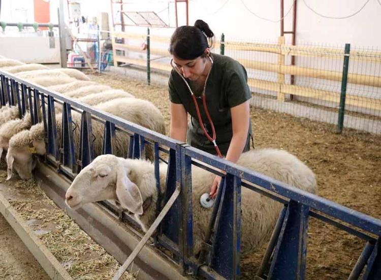 MANAVGATTAN SULTANDIĞINA YERLEŞTİ