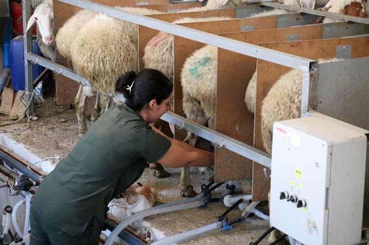 İNSANLARI KOYUN SÜTÜ VE ETİNE ALIŞTIRDIM