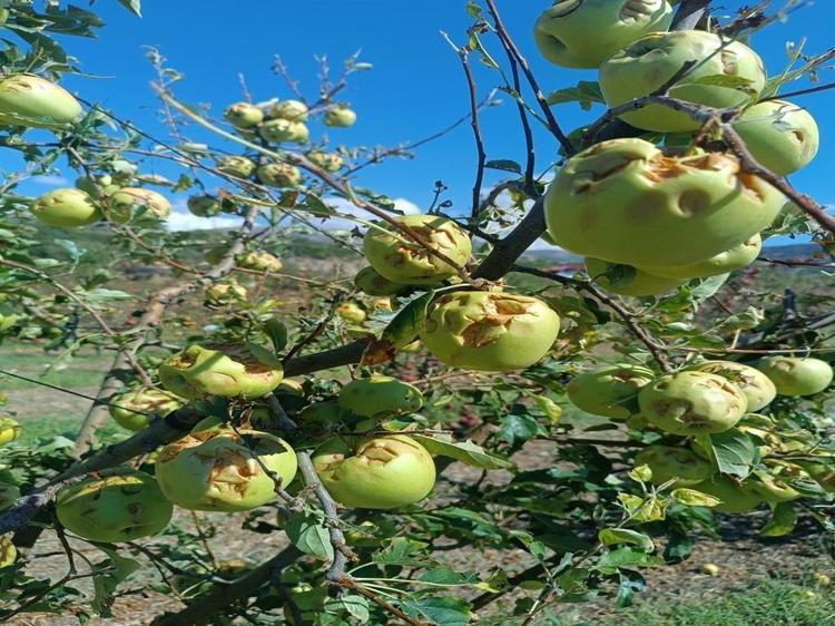 MİLLETVEKİLİ GÖKGÖZ: ZARAR TESPİTİ SÜRÜYOR