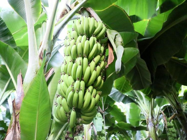 1 DOLARLIK FİYATIN YUKARIDA OLMASI LAZIM