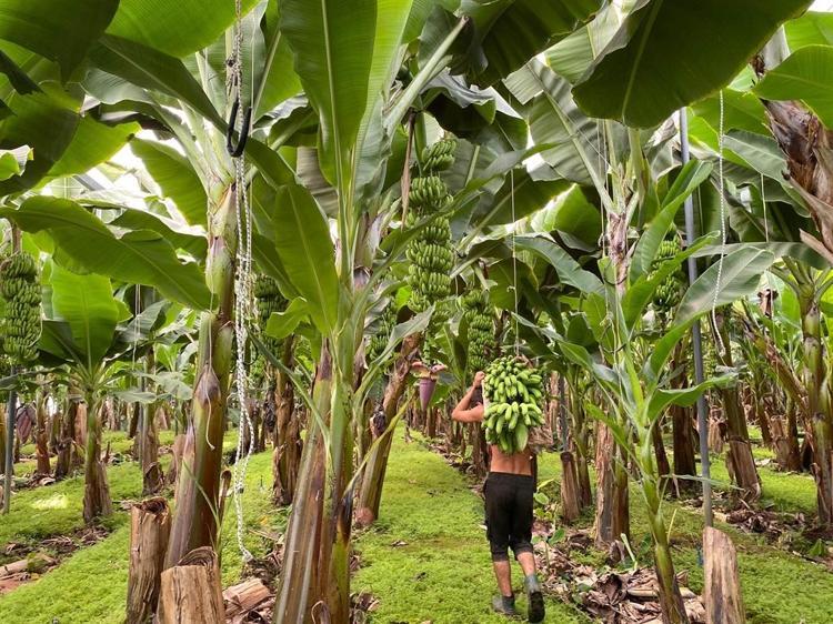 MANAVGATTA 20 BİN DÖNÜMÜ AŞTI