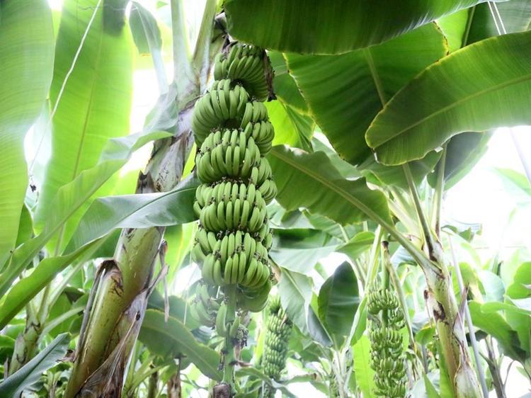 UYUŞTURUCU SORUNU ÇÖZÜLDÜ