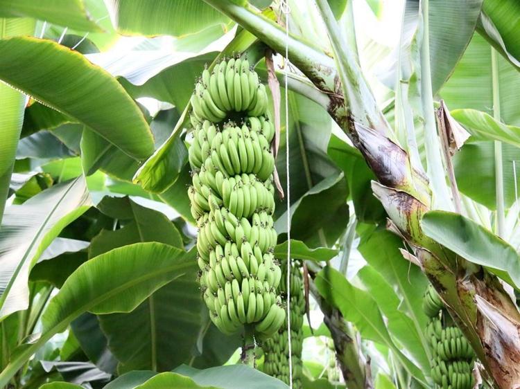 AŞIRI SU KULLANIMI VE SERA GAZI ELEŞTİRİLERİ