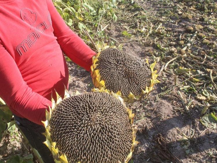 ‘MEVSİME UYGUN TOHUM EKİLMELİ’