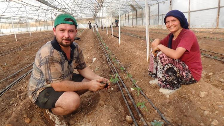 25 BİN DÖNÜMÜ DOMATES