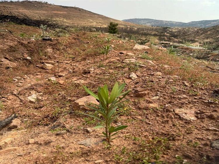 20 TÜRDEN FİDAN DİKİMİ