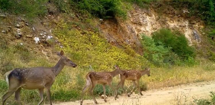 HUZURLA DOLAŞIYORLAR