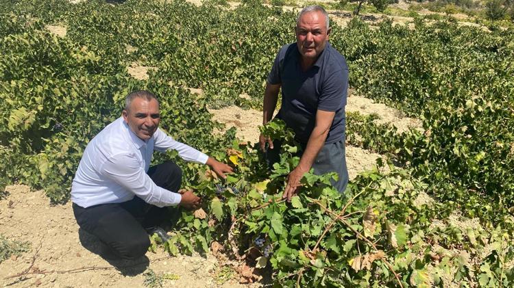 GÜNDÜZLER DENİNCE AKLA ÜZÜM GELİR