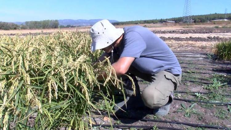 ‘ÇİFTÇİLERİN EN MEMNUN OLDUĞU ÇEŞİTLERİ SEÇTİK’
