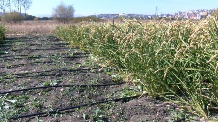 BİTKİNİN SU STRESİ YAŞAMAMASINI SAĞLADIK