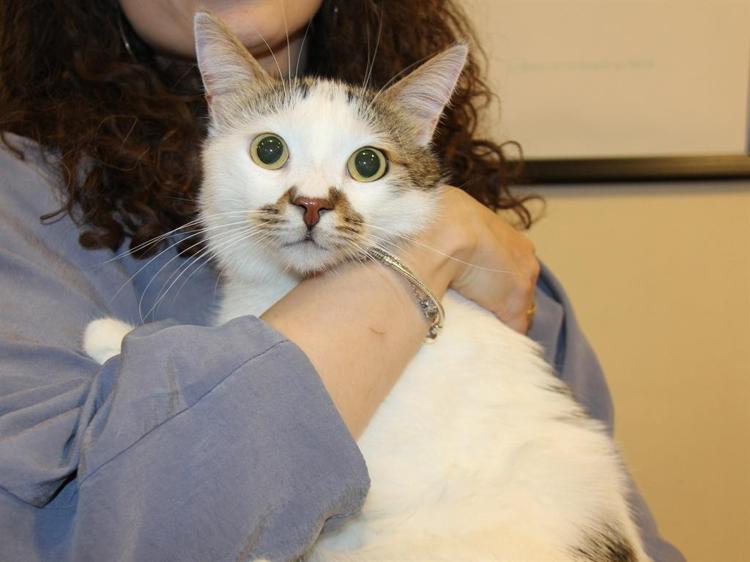 KEDİLERDE DEPRESYON ŞİKAYETLERİ YÜZDE 15 ARTTI