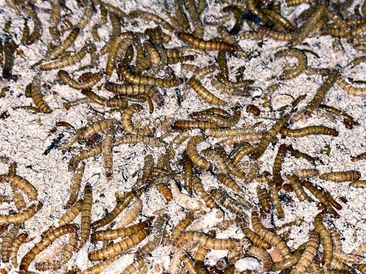 ÜÇ DÖRT AYDA SATIŞ BOYUTUNA GELİYORLAR