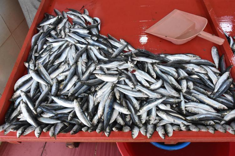 SARDALYA 200, HAMSİ 250 LİRA