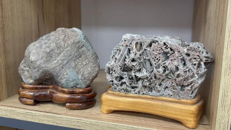 KARACA’NIN TOROSLAR’DAN GETİRDİĞİ SARI ÇAM TÜRKİYE’Yİ TEMSİL EDECEK