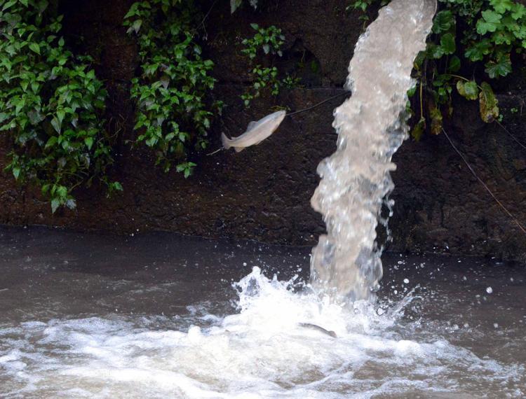 BİNLERCE BALIKTAN BİRÇOĞU ÖLDÜ