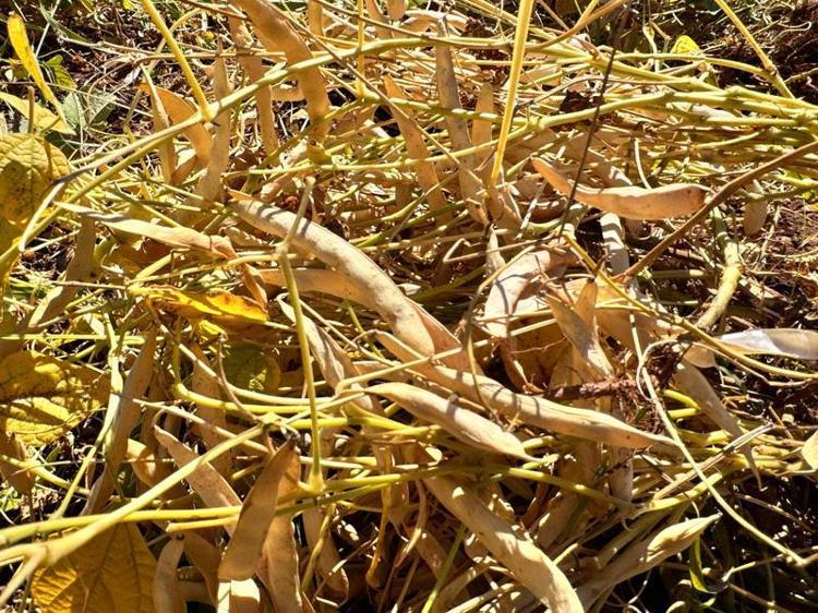 ‘ÇOCUKLARIMIN OKUL MASRAFINI ÇIKARIYORUM’