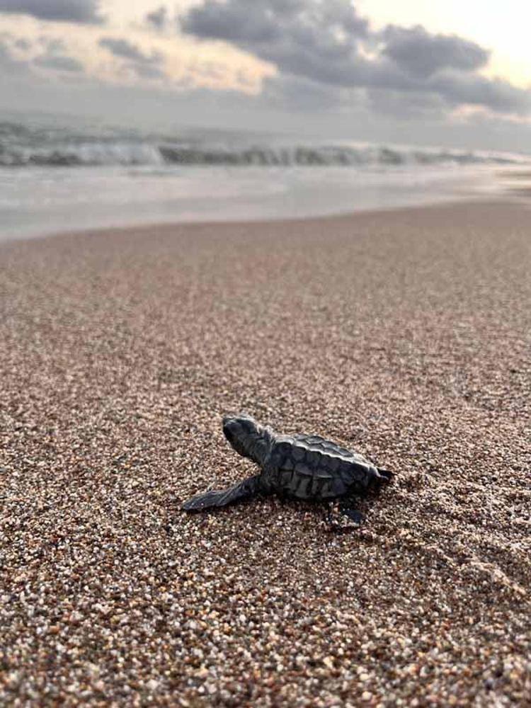 ÇOĞUNLUĞU ÖLÜYOR