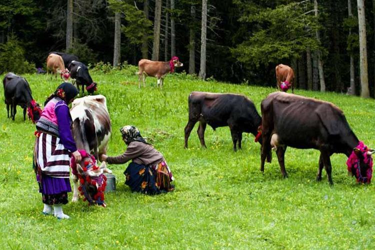 HAYVAN BESLEME ALIŞKANLIKLARI DEĞİŞTİRİLMELİ