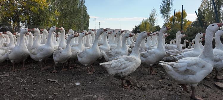 ‘KOŞARAK GELİYORLAR’
