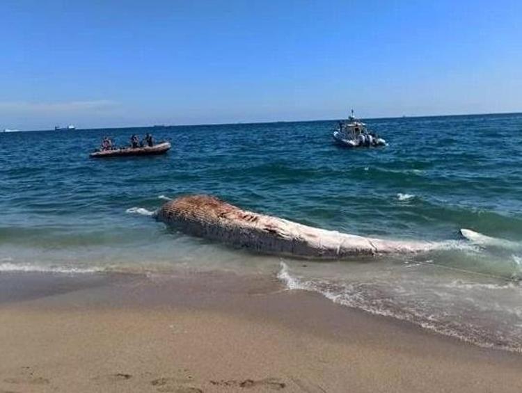 KEMİKLER TİTİZ ÇALIŞMA İLE ÇIKARTILIYOR