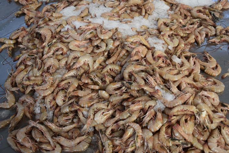 SARDALYA EGENİN KURU FASULYESİDİR