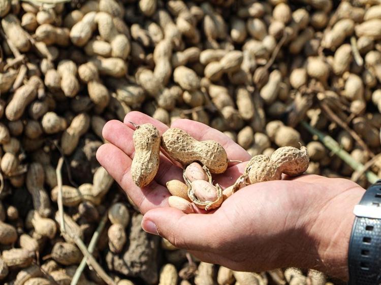 ALICILARIN BELİRLEDİĞİ SERBEST PİYASA HAKİM