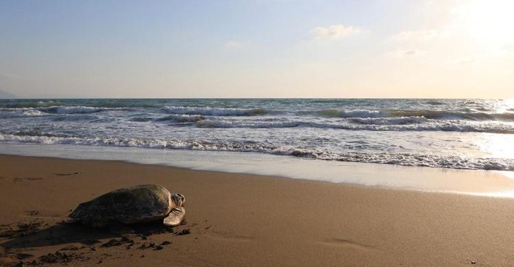 ARKA BACAĞI AMPUTE EDİLDİ