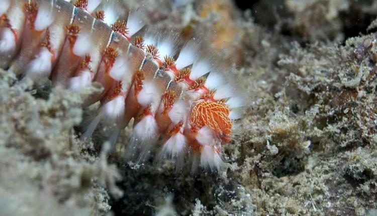 DENİZ TAVŞANLARINA SIK RASTLANMAYA BAŞLADI