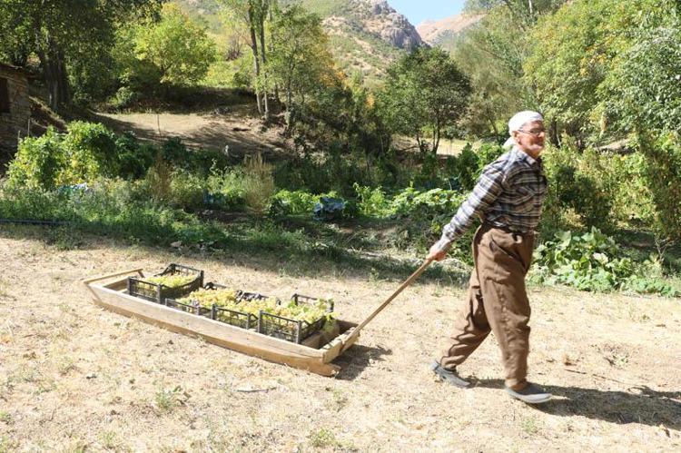 ‘BU YIL 8 TON ÜZÜM SATTIM’