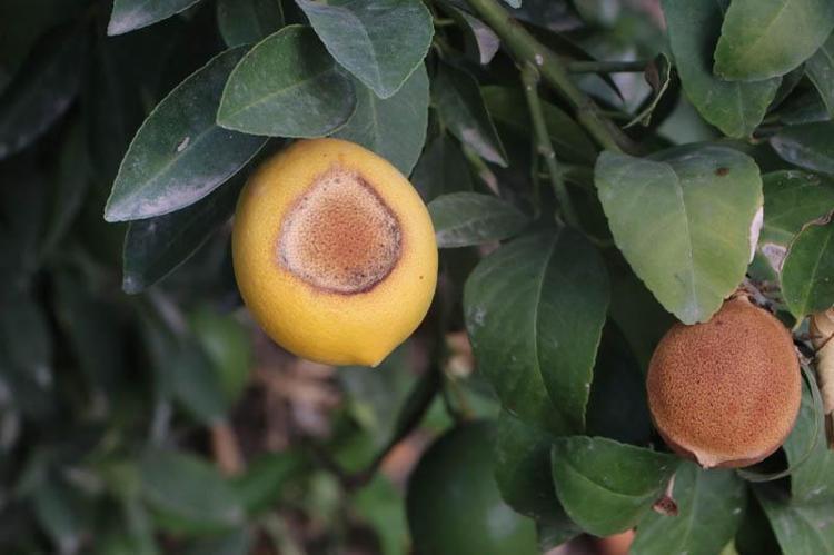 100 TONLUK AĞAÇTA 70 TONA YAKIN ZAYİAT VAR