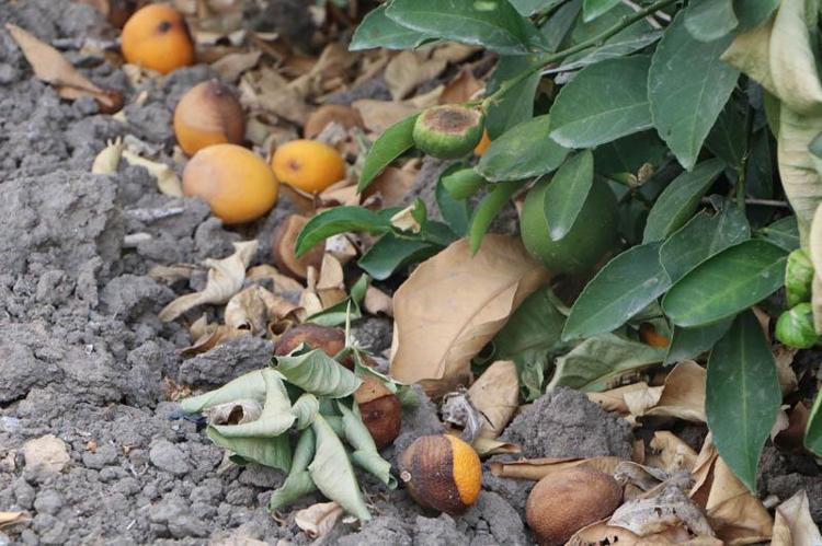 YÜKSEK SICAKLIK REKOLTE KAYBI FİYATI 20 KAT ARTIRDI