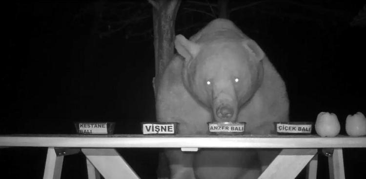 ‘POPÜLASYONU PLANLI BİR ŞEKİLDE AŞAĞILARA ÇEKMELİYİZ’