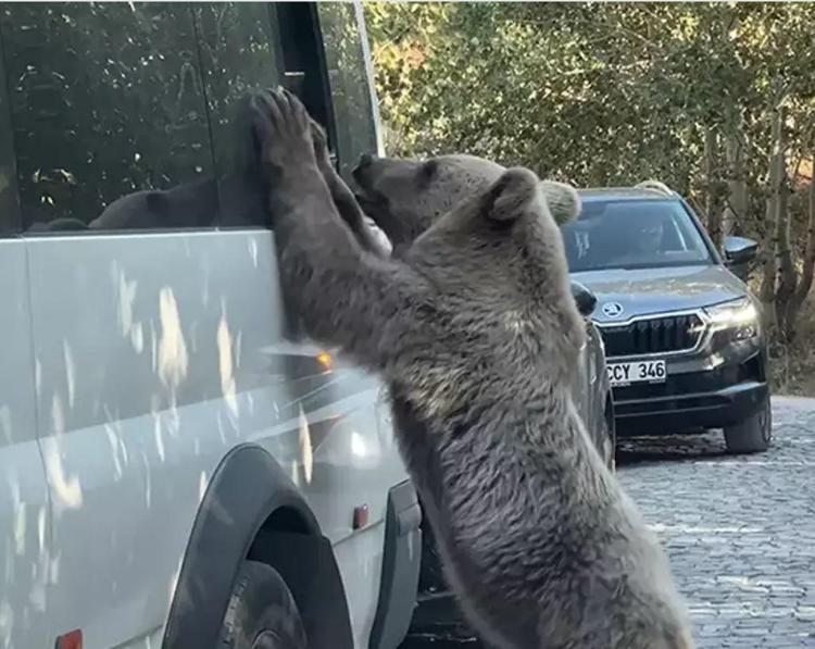 ‘AVCI ÇAĞIRANLAR VAR’