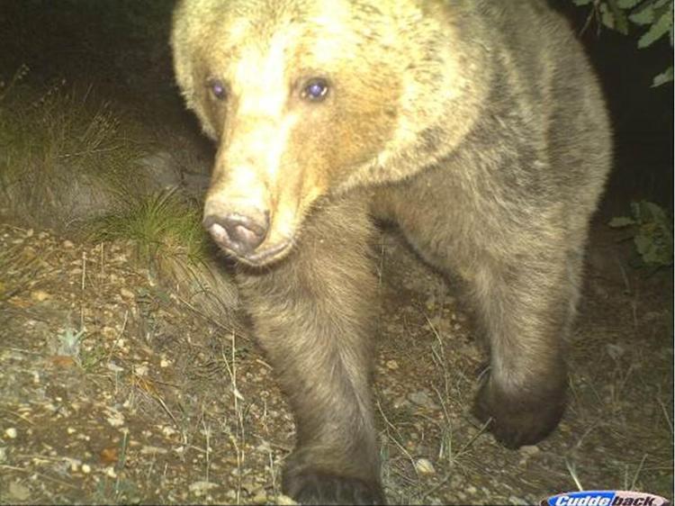 ‘YATMAK İÇİN YER BULAMAYACAK AYILAR OLACAK’