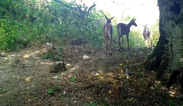 ANNELERİNİN İZİNDE EMİN ADIMLARLA