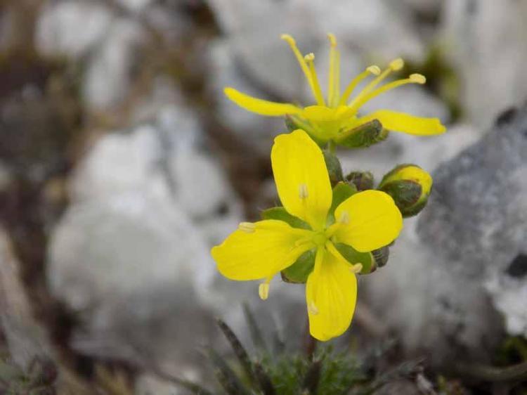4 BİNİ ENDEMİK, 13 BİN BİTKİ TÜRÜMÜZ VAR
