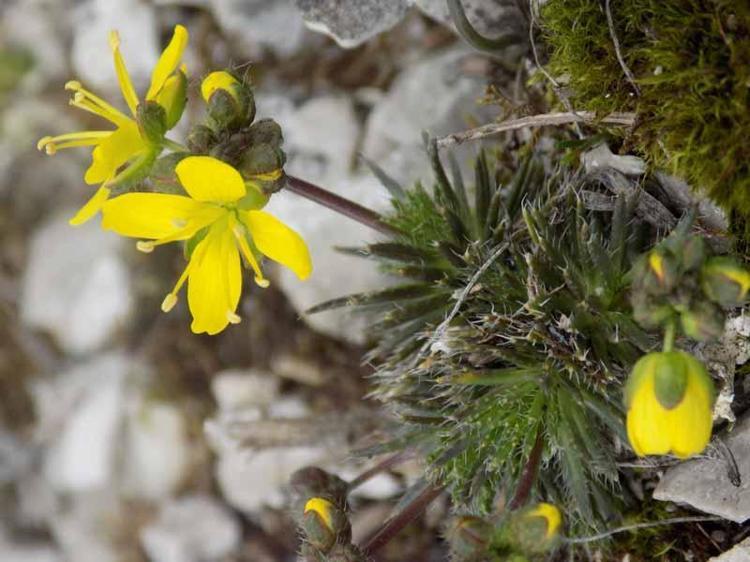 ALTIN SARISI ÇİÇEKLER AÇIYOR