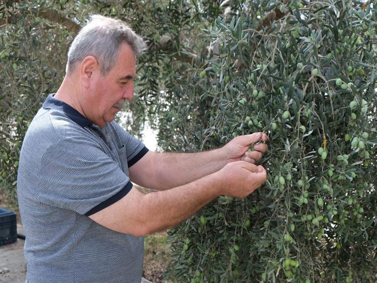REKOLTE YÜZDE 40 DÜŞTÜ