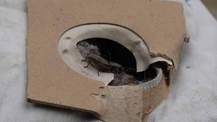 KOKARCAYLA DOĞRUDAN EL TEMASI KURMAYINIZ