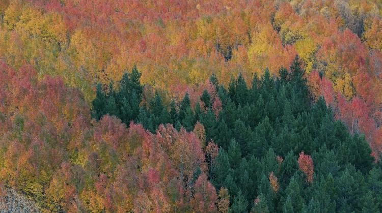 KAPLAÇ AĞAÇLARI DOĞAYI KIRMIZIYA BOYADI
