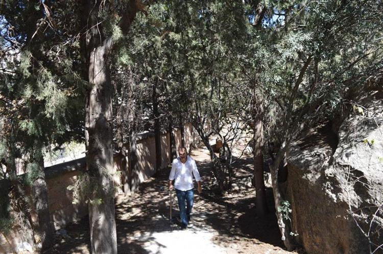 HER BİR AĞAÇ, 20 YILLIK GEÇMİŞE SAHİP