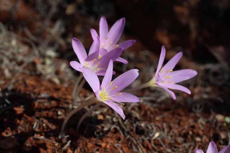 TERMESSOS ÇİĞDEMİ VE ANTİK YOL KORUMA ALTINDA