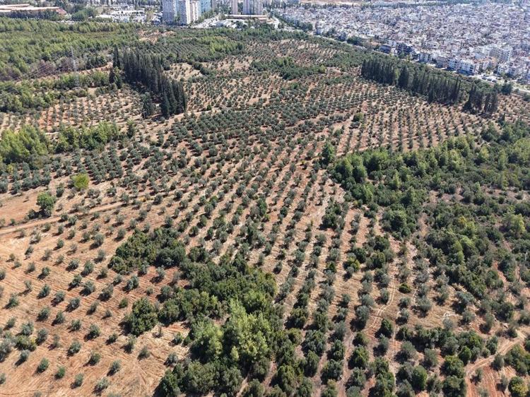 İKLİM KOŞULLARI BELİRLEYECİ UNSUR